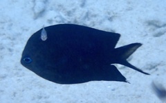 Acanthochromis polyacanthus