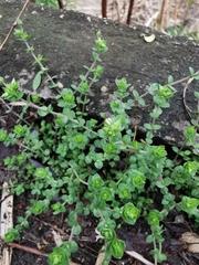 Arenaria serpyllifolia