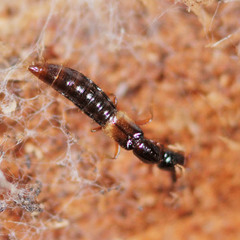 Leptacinus