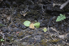 Pinguicula macrophylla