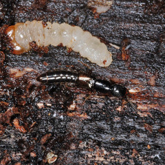 Nudobius lentus