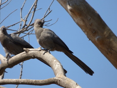 Corythaixoides concolor
