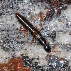 Nudobius lentus