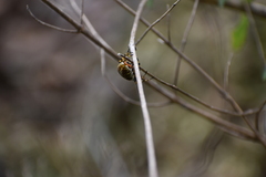 Neoscona orizabensis