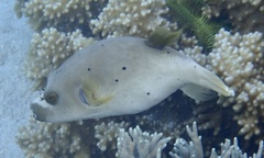 Arothron nigropunctatus