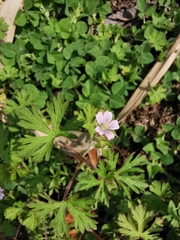 Geranium carolinianum