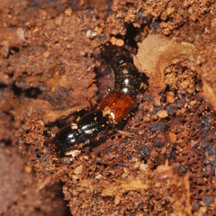 Nudobius lentus