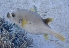 Arothron nigropunctatus