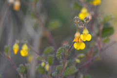 Hermannia althaeoides