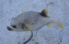 Arothron nigropunctatus