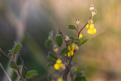 Hermannia althaeoides