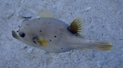 Arothron nigropunctatus