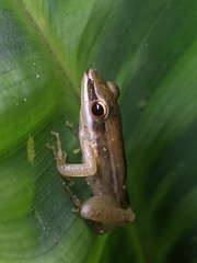 Indosylvirana