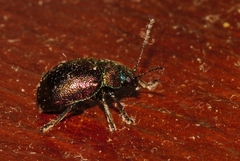 Eumolpinae