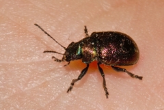 Eumolpinae