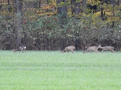 Capreolus capreolus