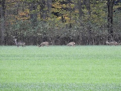 Capreolus capreolus
