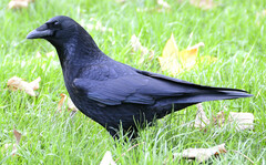 Corvus corone