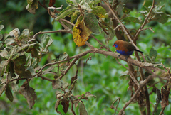 Granatina ianthinogaster