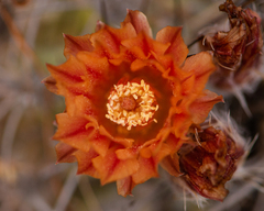 Eriosyce heinrichiana