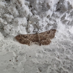 Cyclophora nanaria