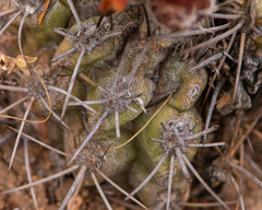 Eriosyce heinrichiana