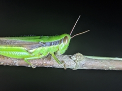 Oxyini