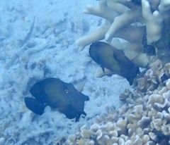 Zebrasoma scopas