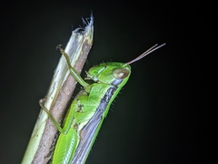 Oxyini