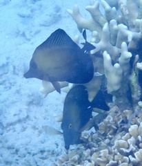 Zebrasoma scopas
