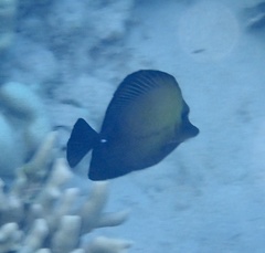 Zebrasoma scopas