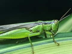 Oxyini