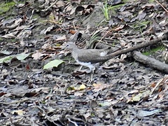 Tringa ochropus