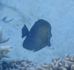 Zebrasoma scopas