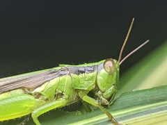 Oxyini