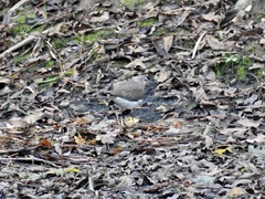 Tringa ochropus