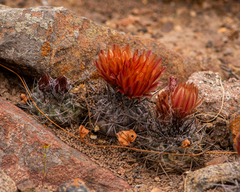 Eriosyce heinrichiana