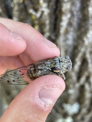 Cicada orni