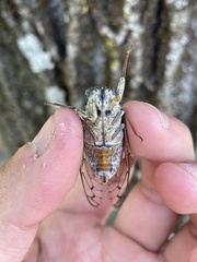 Cicada orni
