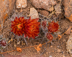 Eriosyce heinrichiana