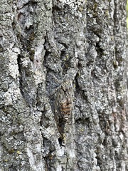 Cicada orni