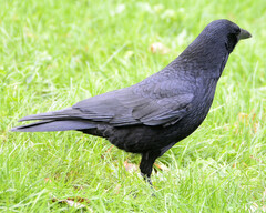 Corvus corone