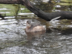 Tachybaptus ruficollis