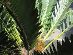 Encephalartos longifolius