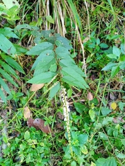 Polygalaceae