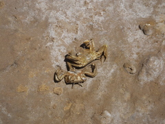 Macrophthalmus japonicus