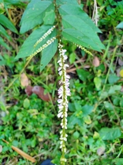 Polygalaceae