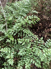 Pellaea pteroides