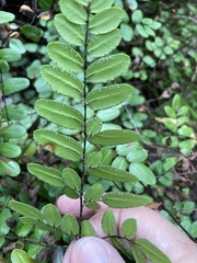 Pellaea pteroides