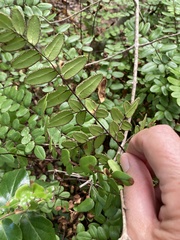 Pellaea pteroides